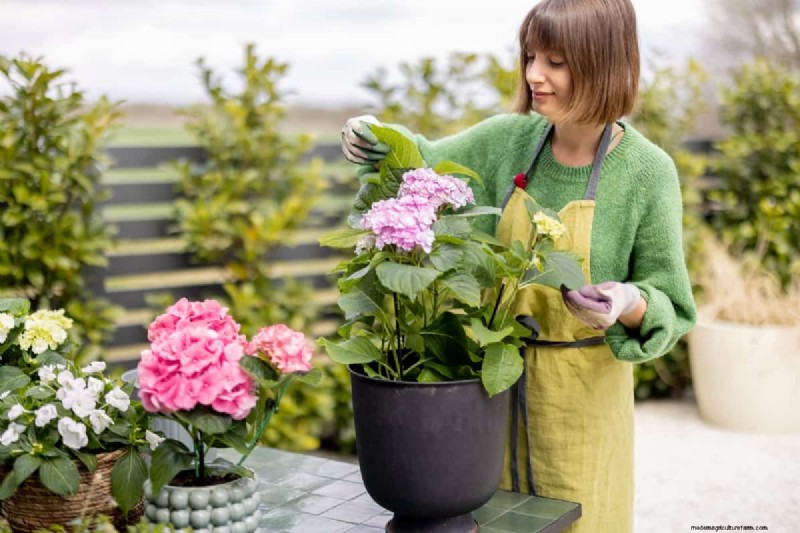 Optimal Pot Size for Indoor Plants: A Height-to-Pot Ratio Guide