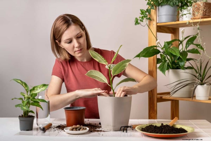 Optimal Pot Size for Indoor Plants: A Height-to-Pot Ratio Guide