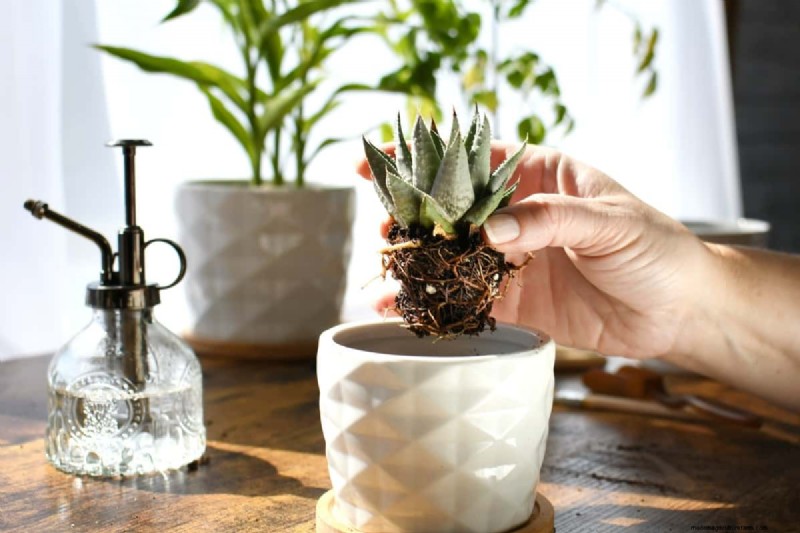 Optimal Pot Size for Indoor Plants: A Height-to-Pot Ratio Guide