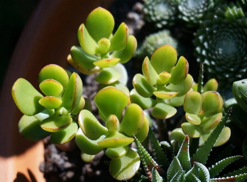 Jade Plant: Benefits, Care & Symbolism - A Comprehensive Guide