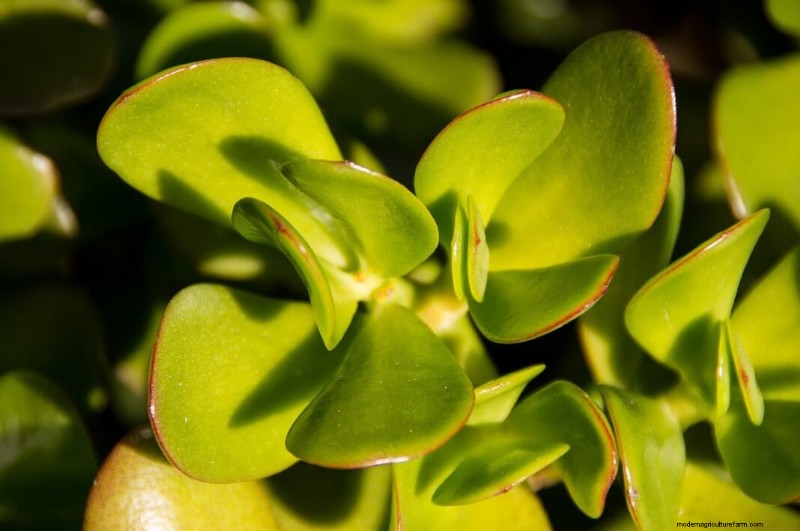 Jade Plant: Benefits, Care & Symbolism - A Comprehensive Guide