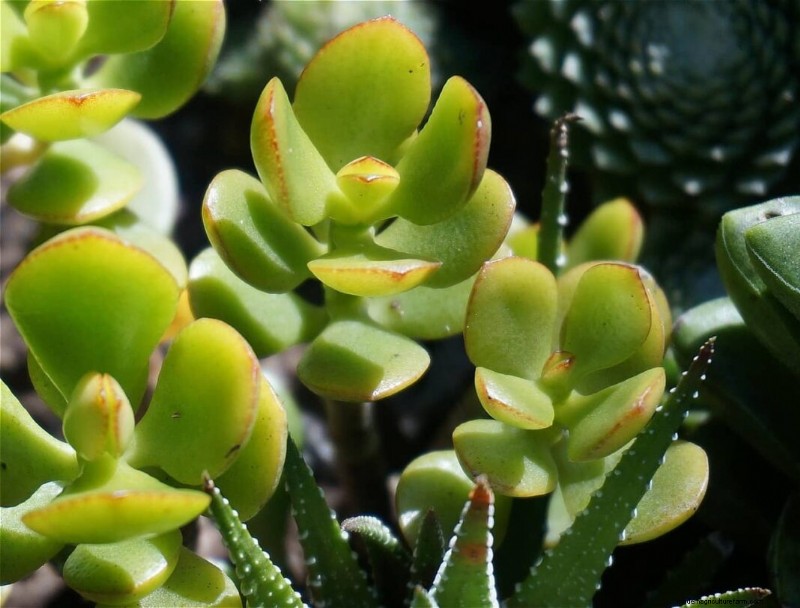 Jade Plant: Benefits, Care & Symbolism - A Comprehensive Guide