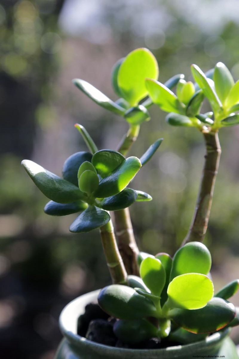 Jade Plant: Benefits, Care & Symbolism - A Comprehensive Guide