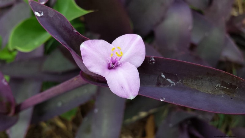 Wandering Jew Plant Care: A Comprehensive Guide to Thriving Growth