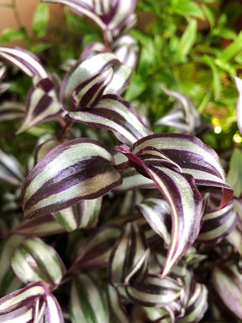 Wandering Jew Plant Care: A Comprehensive Guide to Thriving Growth