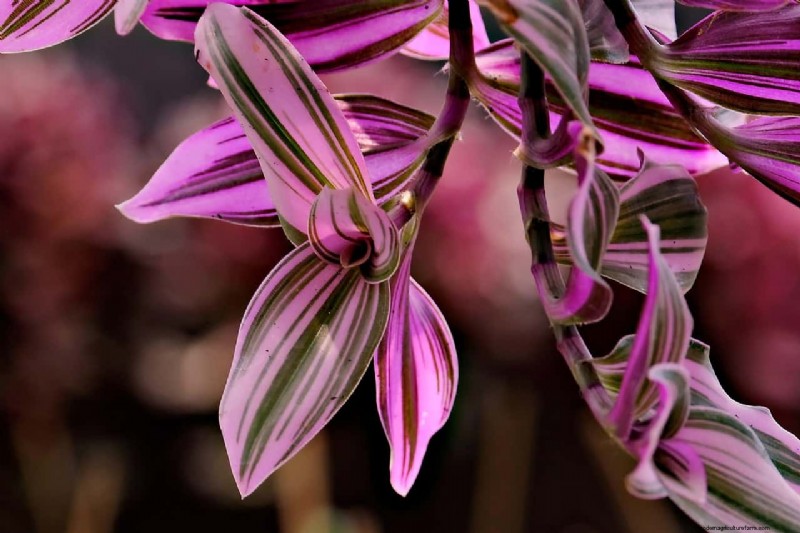 Wandering Jew Plant Care: A Comprehensive Guide to Thriving Growth