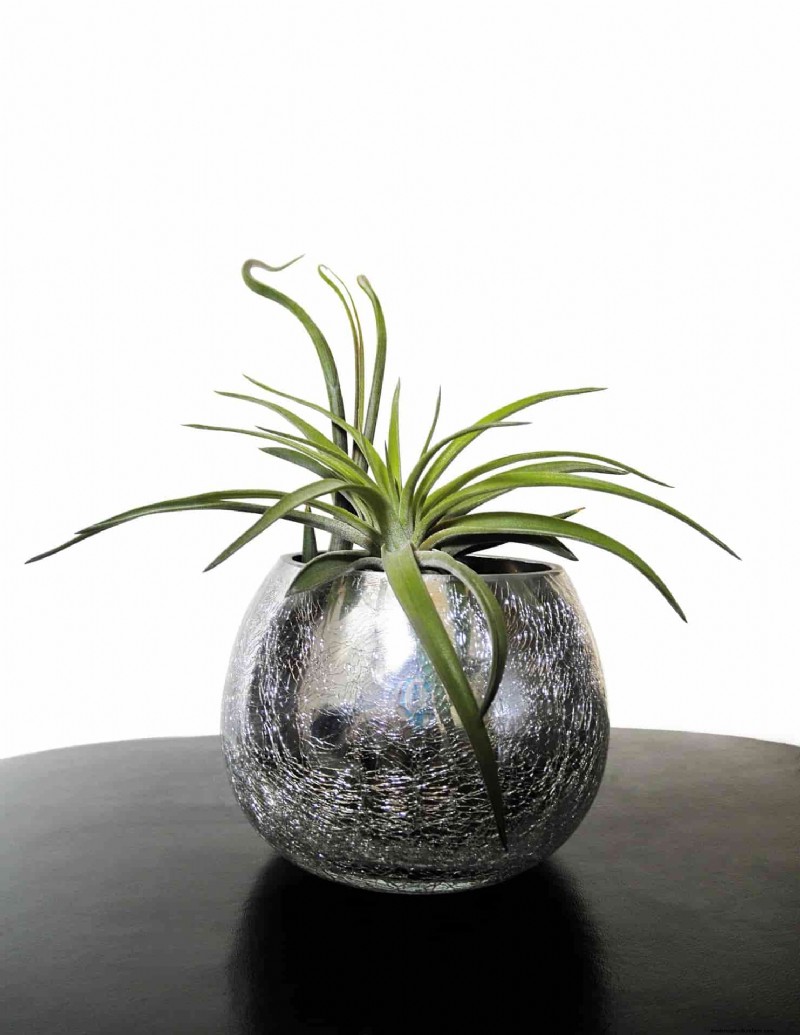 Tillandsia Care: A Comprehensive Guide to Thriving Air Plants Indoors