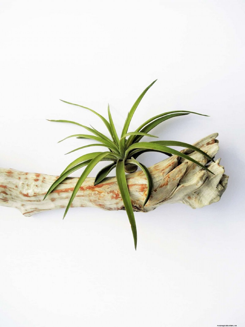 Tillandsia Care: A Comprehensive Guide to Thriving Air Plants Indoors