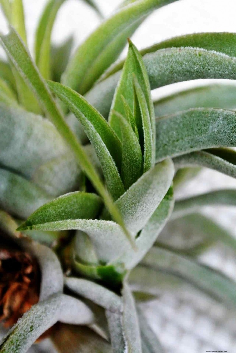 Tillandsia Care: A Comprehensive Guide to Thriving Air Plants Indoors