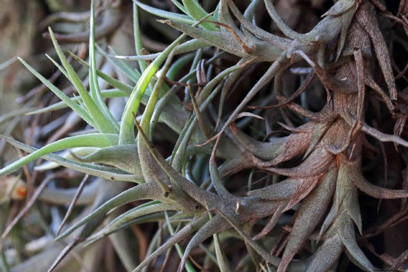 Tillandsia Care: A Comprehensive Guide to Thriving Air Plants Indoors