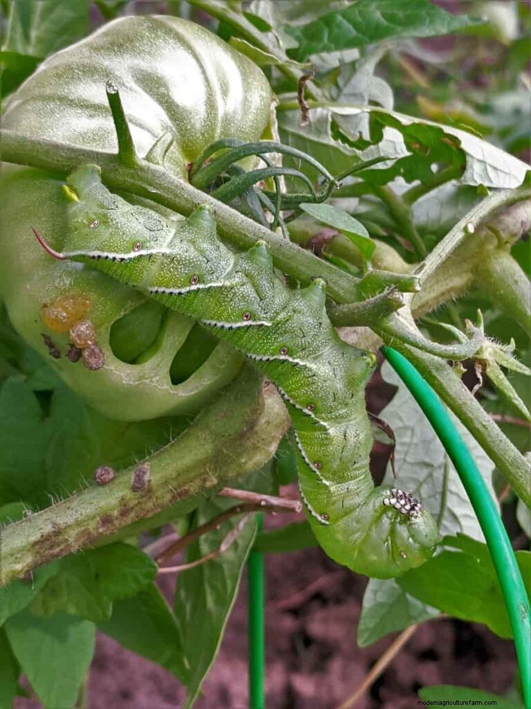 Tomato Plant Problems: Causes, Symptoms & Effective Solutions