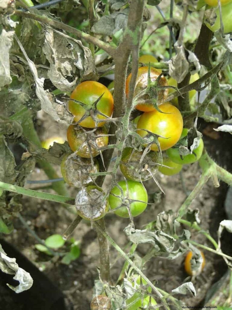 Tomato Plant Problems: Causes, Symptoms & Effective Solutions