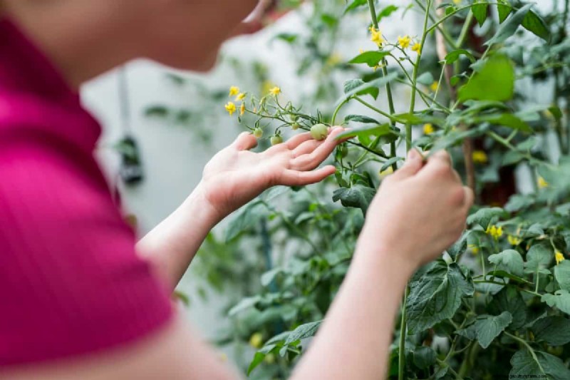 Tomato Plant Problems: Causes, Symptoms & Effective Solutions
