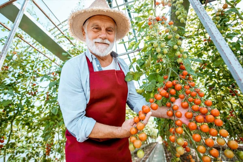 Tomato Plant Problems: Causes, Symptoms & Effective Solutions