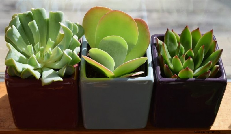 Indoor Succulent Garden Cost: A Complete Guide for Beginners