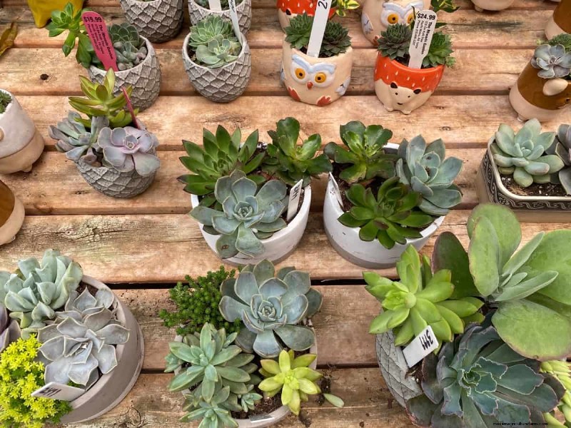 Indoor Succulent Garden Cost: A Complete Guide for Beginners