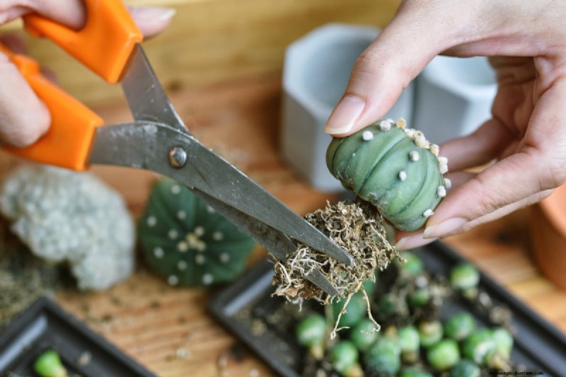 Indoor Succulent Garden Cost: A Complete Guide for Beginners
