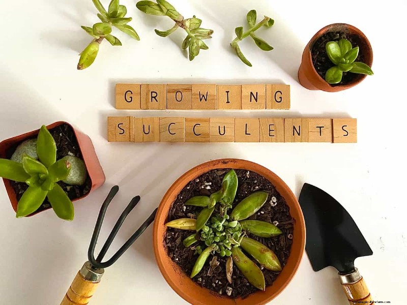 Indoor Succulent Garden Cost: A Complete Guide for Beginners