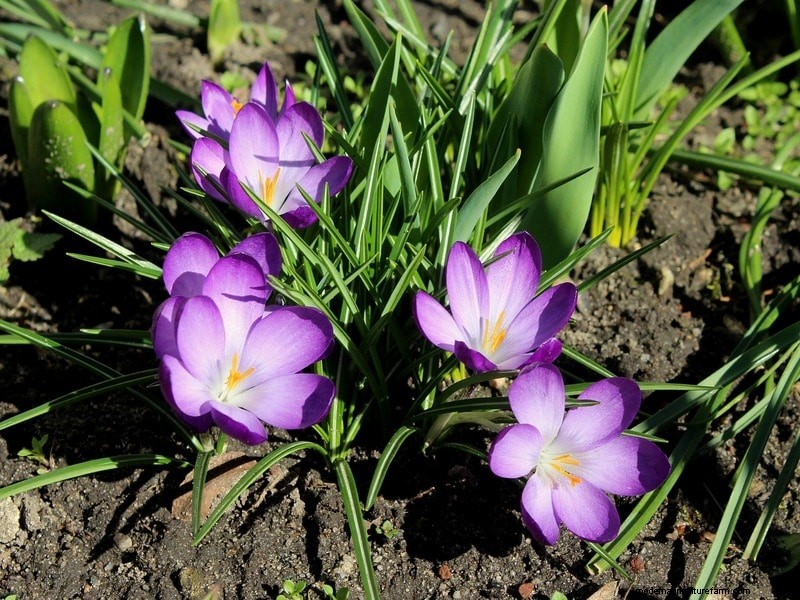 Optimal Soil for Saffron: A Gardener s Guide to Preparation