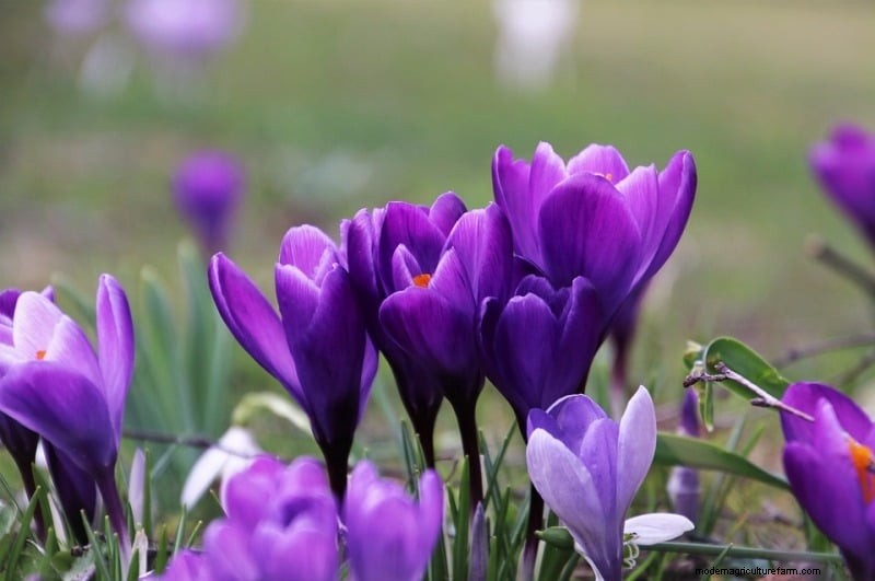 Optimal Soil for Saffron: A Gardener s Guide to Preparation