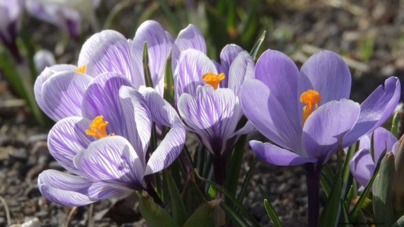 Optimal Soil for Saffron: A Gardener s Guide to Preparation