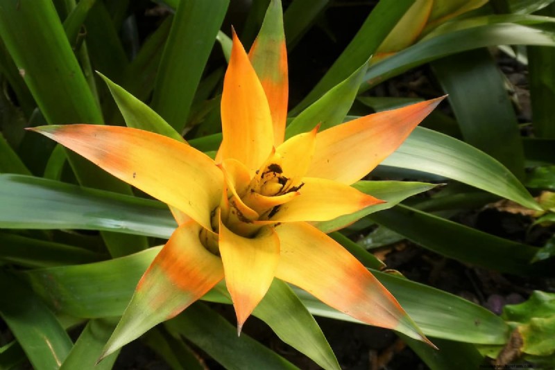 Nitrogen Deficiency: Causes, Symptoms & Solutions for Yellow Leaves
