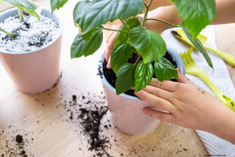 Nitrogen Deficiency: Causes, Symptoms & Solutions for Yellow Leaves