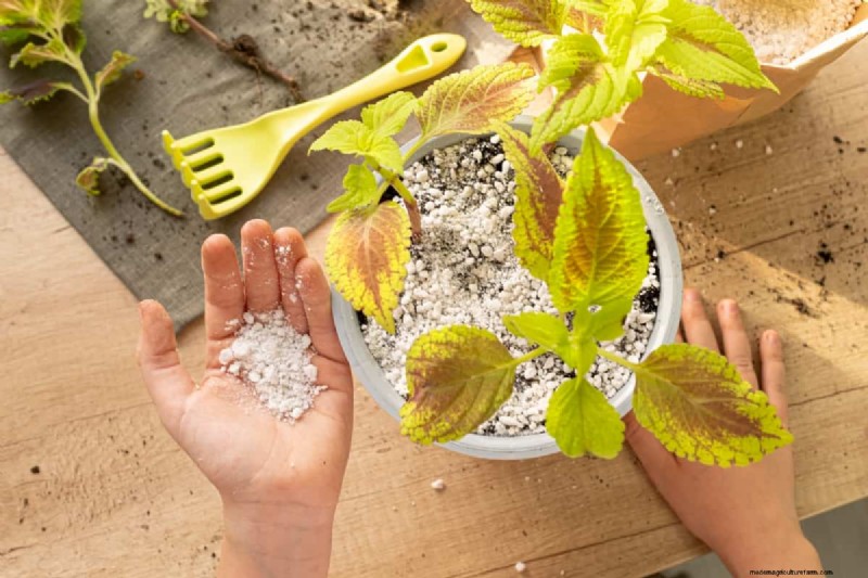 Nitrogen Deficiency: Causes, Symptoms & Solutions for Yellow Leaves