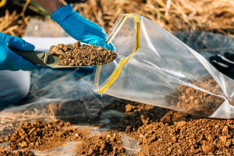 Nitrogen Deficiency: Causes, Symptoms & Solutions for Yellow Leaves