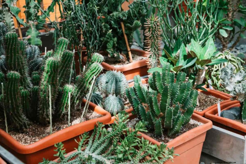 Succulent Rescue: 18 Proven Tips to Revive Dying Succulents