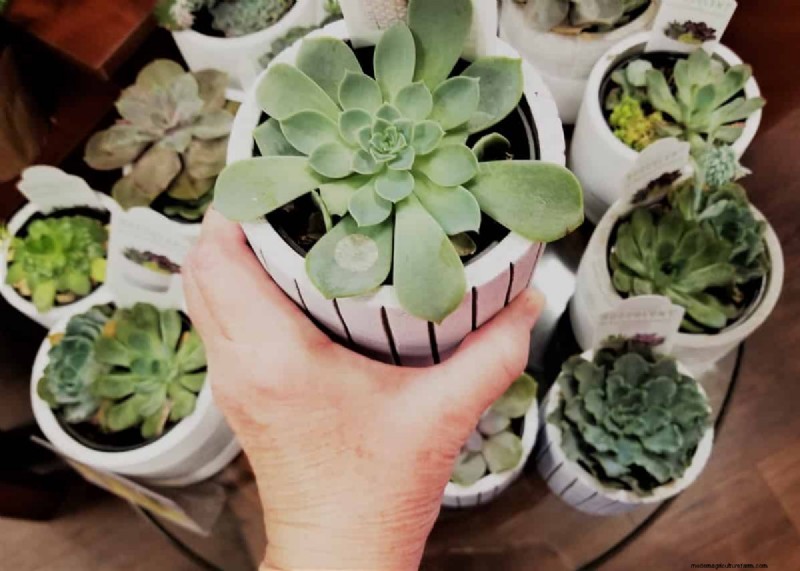Succulent Rescue: 18 Proven Tips to Revive Dying Succulents