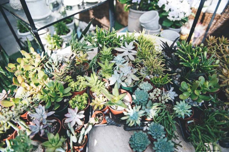 Succulent Rescue: 18 Proven Tips to Revive Dying Succulents