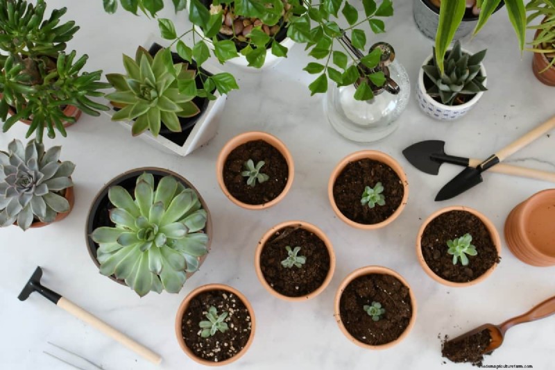 Succulent Rescue: 18 Proven Tips to Revive Dying Succulents