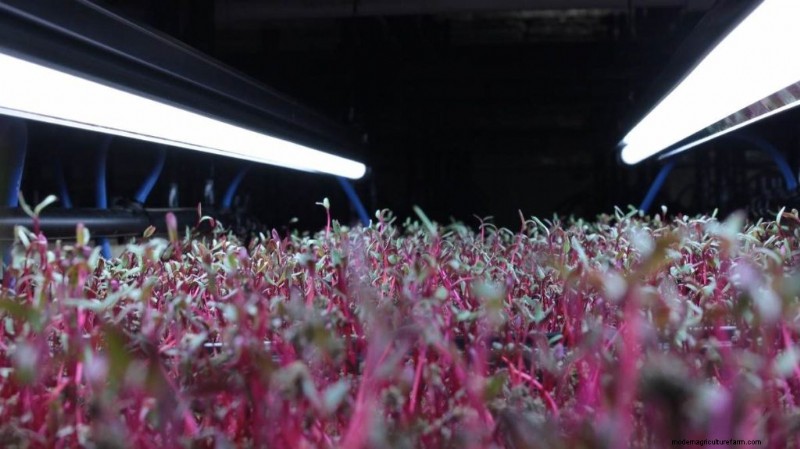 Preventing Mold in Indoor Microgreens: A Comprehensive Guide