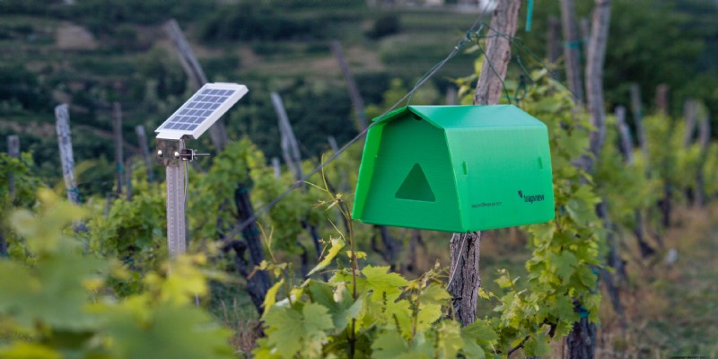 TrapView: Automated Pest Monitoring for Cereal Crops in Pakistan