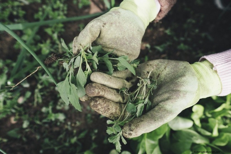 Gardening Gloves: A Comprehensive Buying Guide