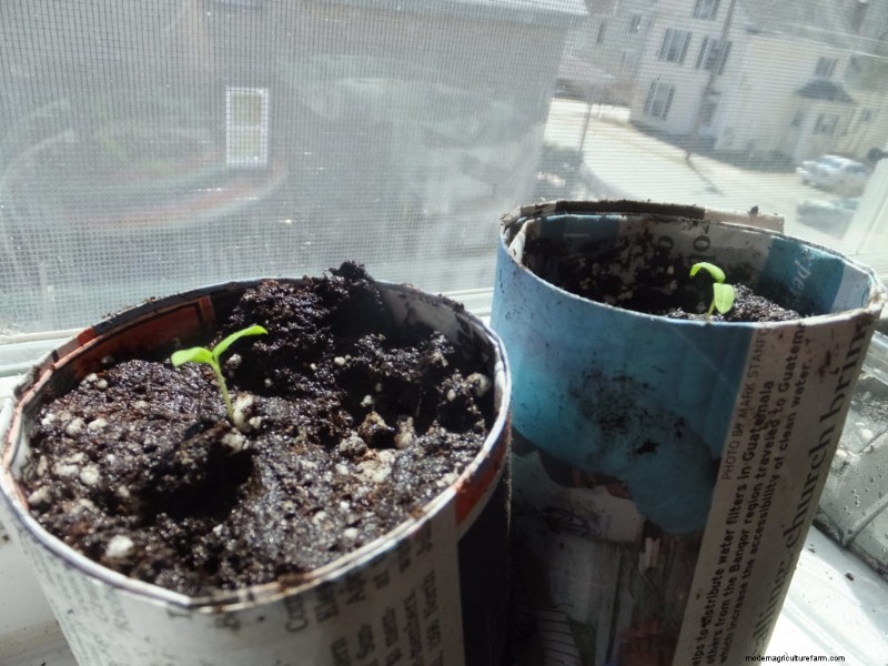DIY Seedling Containers: 6 Budget-Friendly & Eco-Friendly Options