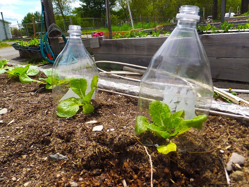 DIY Seedling Containers: 6 Budget-Friendly & Eco-Friendly Options