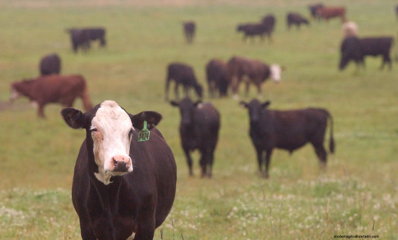 Carbon-Neutral Beef: Exploring Sustainable Practices