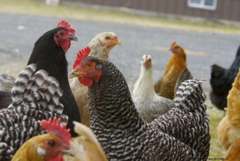 Poultry as Pets: Why Indoor Chickens Aren t Recommended