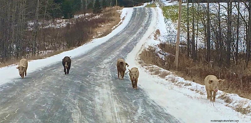 Feral Livestock: Environmental & Property Damage - Causes & Solutions