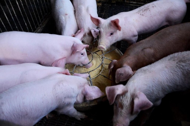 Pig Farming Income: Annual Earnings by Farm Size & Region - 2025 Outlook