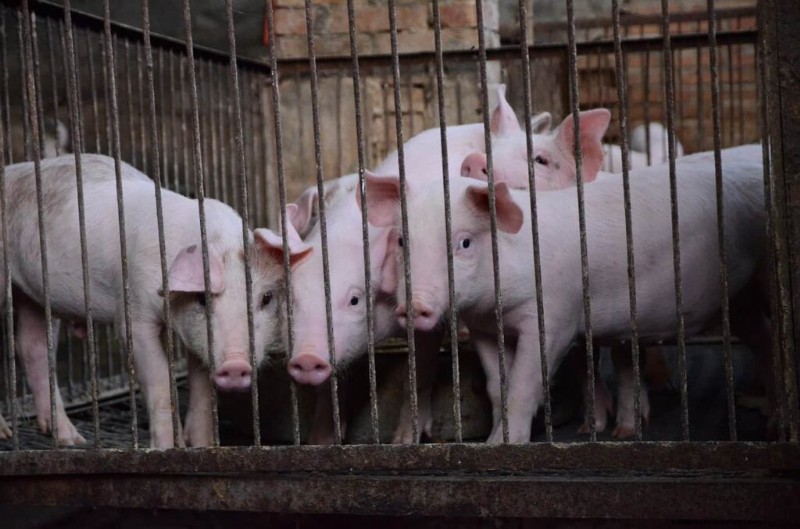 Pig Farming Income: Annual Earnings by Farm Size & Region - 2025 Outlook