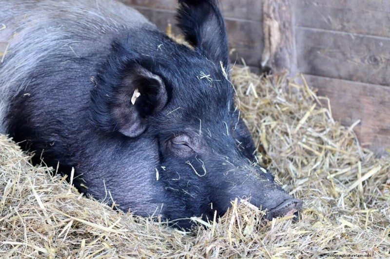 Pig Farming Income: Annual Earnings by Farm Size & Region - 2025 Outlook