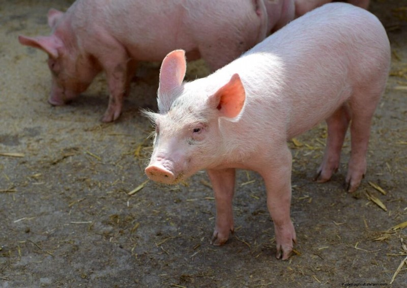 Pig Farming Income: Annual Earnings by Farm Size & Region - 2025 Outlook