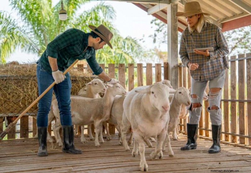 Sheep Farming in Texas: Costs, Profits & a 15-Step Startup Guide