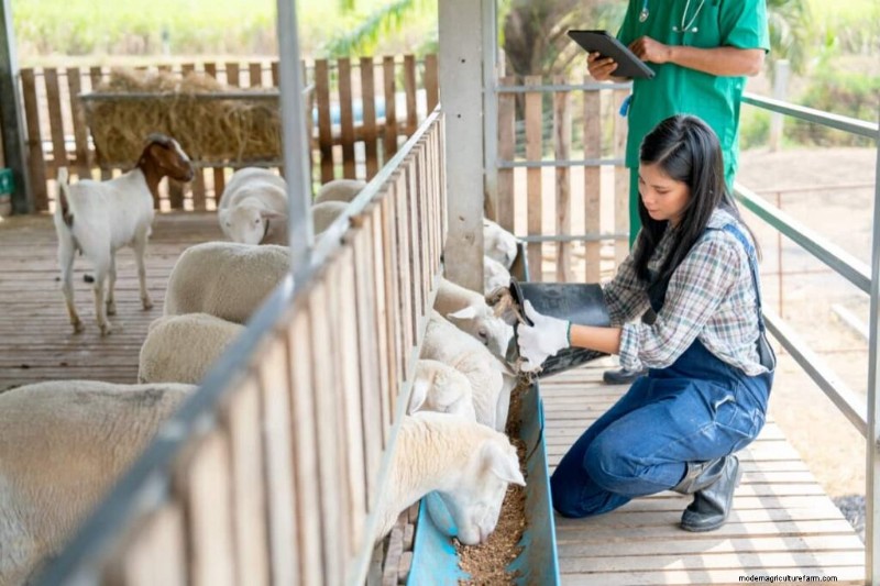 Sheep Farming in Texas: Costs, Profits & a 15-Step Startup Guide