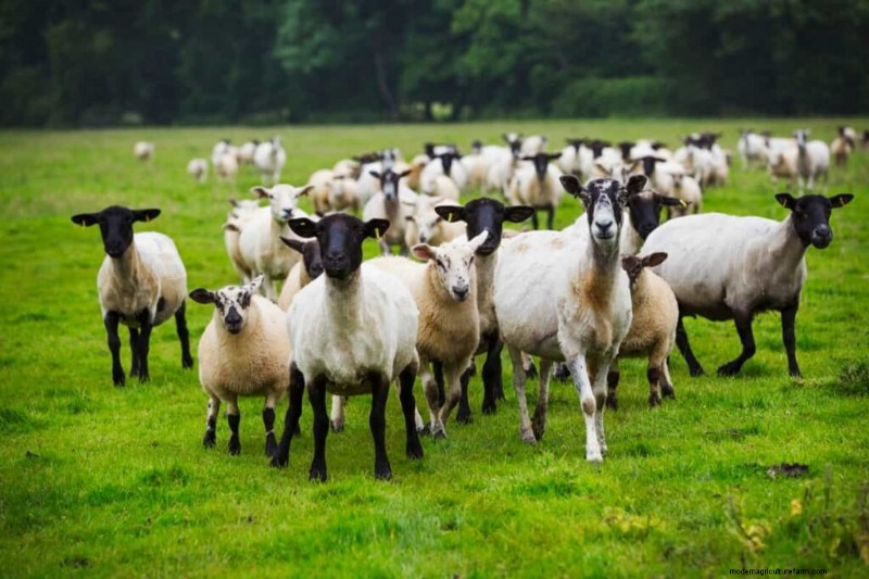 Sheep Farming in Texas: Costs, Profits & a 15-Step Startup Guide