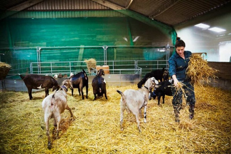 DIY Goat Shelter Plans: Cost-Effective Barn Ideas for Farmers