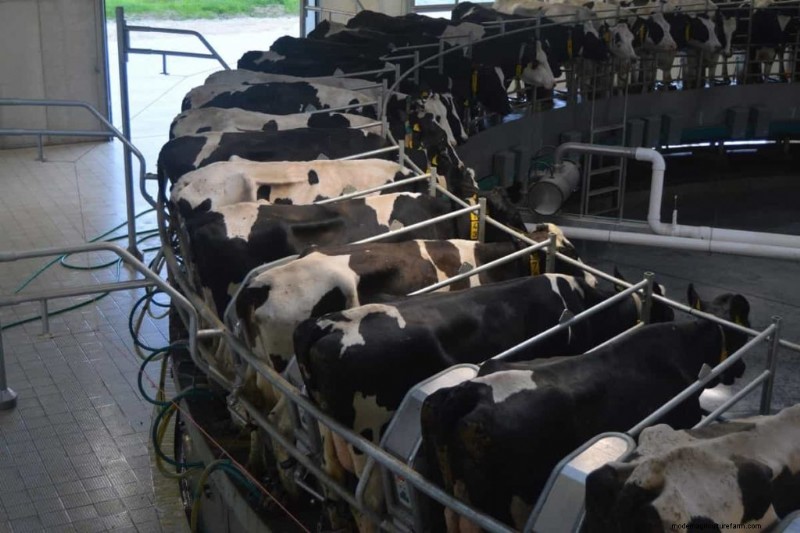 Organic Dairy Farming: A Comprehensive Guide to Sustainable Practices